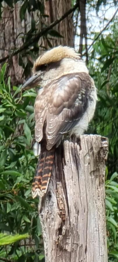 Bird Songs Getaway Accommodation Cabbage Tree Creek エクステリア 写真