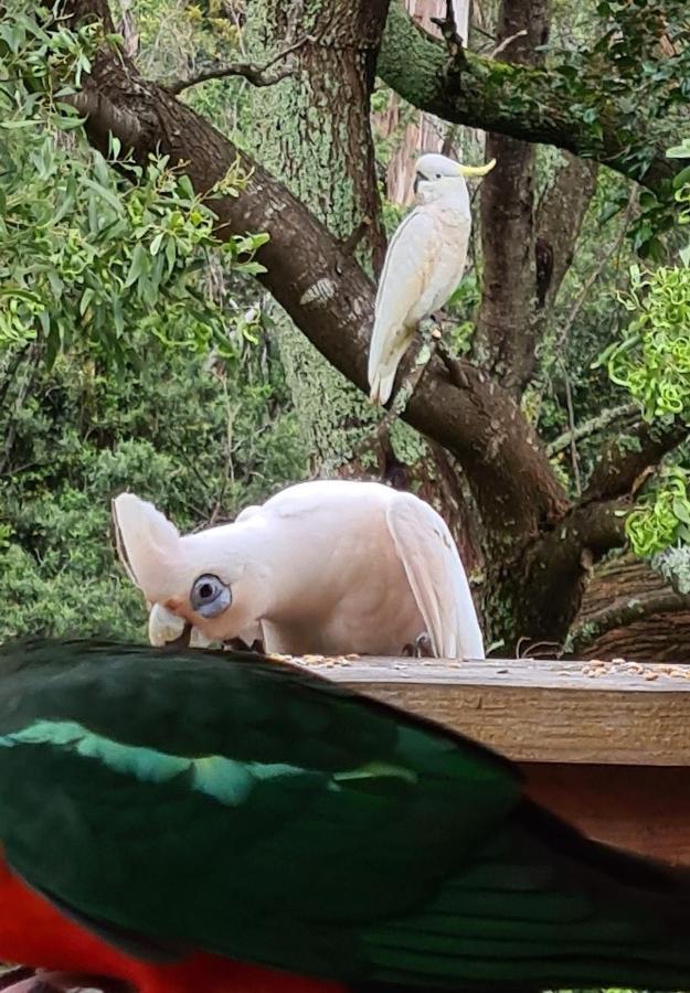 Bird Songs Getaway Accommodation Cabbage Tree Creek エクステリア 写真