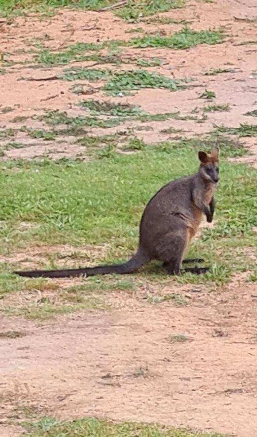 Bird Songs Getaway Accommodation Cabbage Tree Creek エクステリア 写真